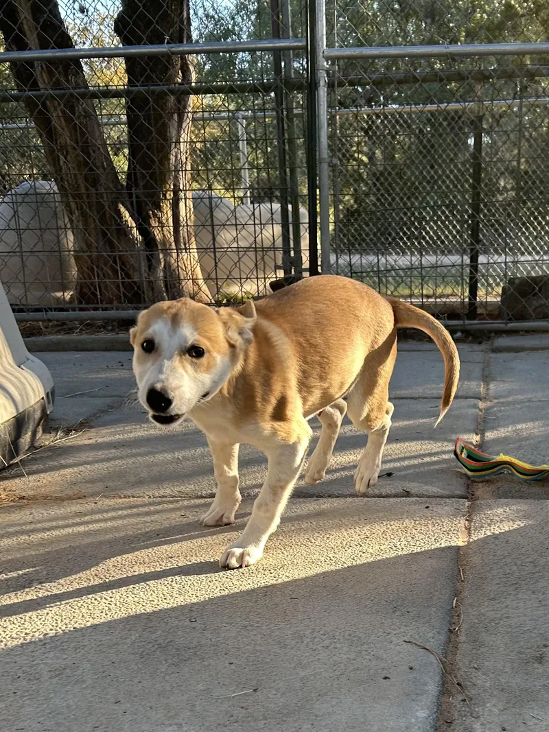 A young small-sized male Australian Cattle Dog / Blue Heeler dog named Paul for adoption in Sheridan, TX
