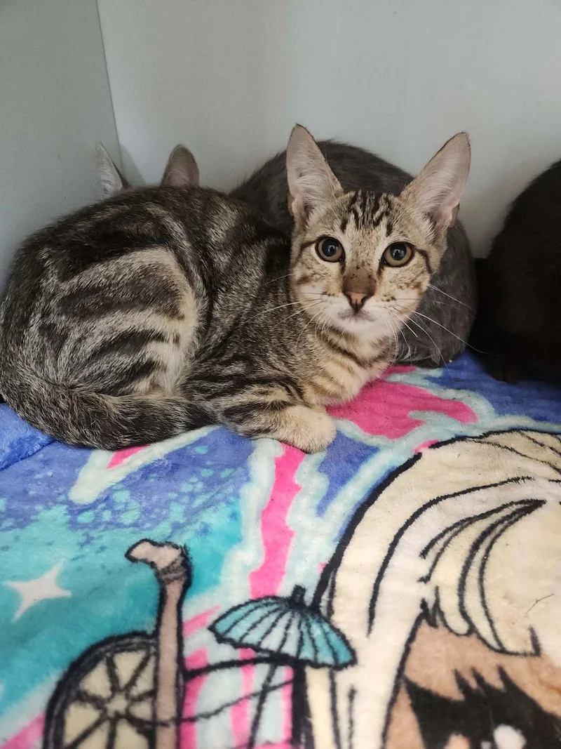 A young small-sized male Brown / Chocolate Domestic Short Hair cat named Rafiki for adoption in Kingman, AZ