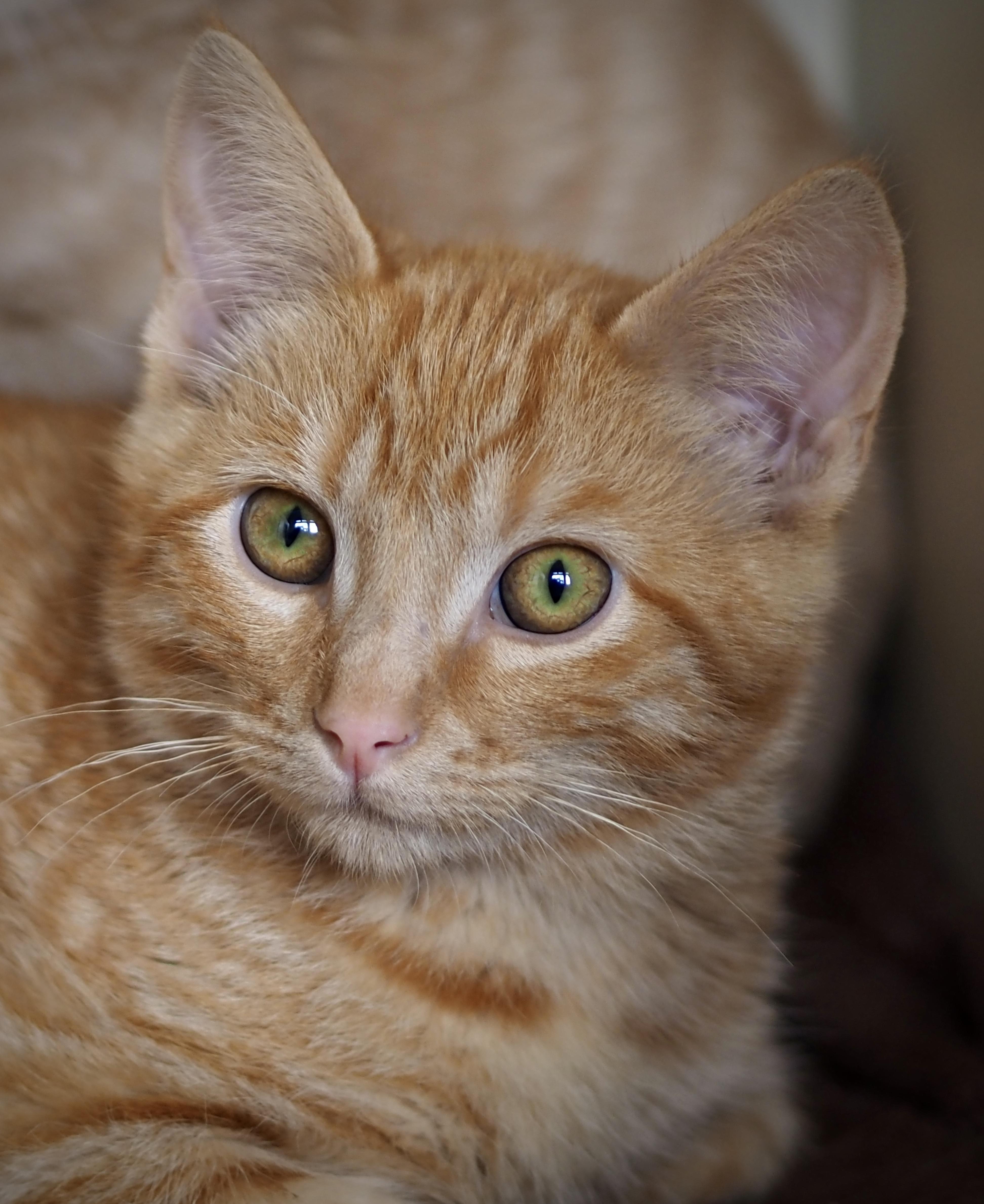 A young medium-sized male Tabby (Orange / Red) Domestic Short Hair cat named Bernard for adoption in Buena Vista, CO