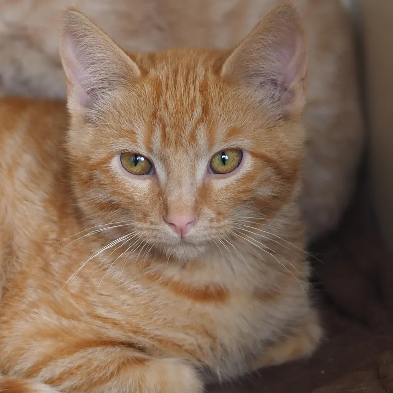 Bernard thumbnail 2