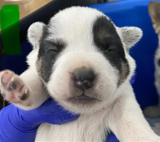 A baby medium-sized female Mixed Breed dog named Adaline for adoption in Dallas, TX