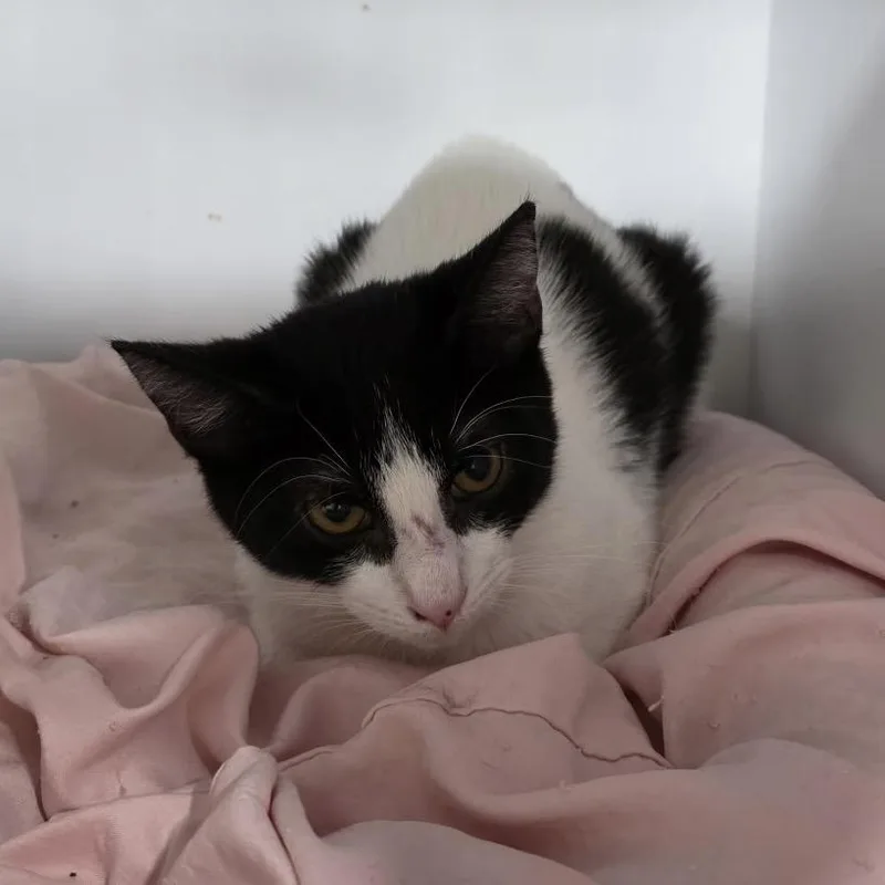 A baby small-sized male White Domestic Short Hair cat named Chandler for adoption in Defiance, OH