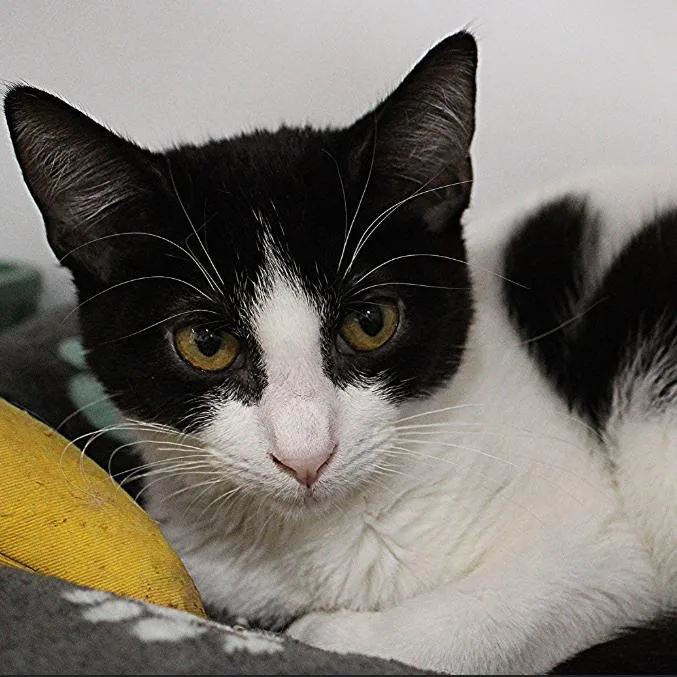 Chandler thumbnail 2