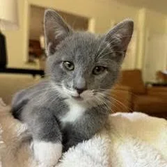 A baby small-sized male Domestic Short Hair cat named Linus for adoption in Cumming, GA