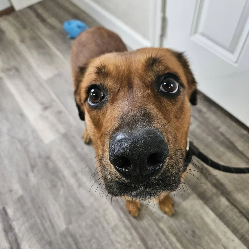 An adult medium-sized female Red / Chestnut / Orange Hound dog named Annabelle for adoption in Hoopeston, IL