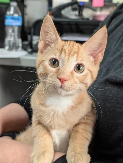 A baby small-sized male Domestic Short Hair cat named Fozzy for adoption in Canfield, OH
