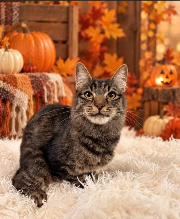 A baby small-sized female Tabby (Tiger Striped) Tabby cat named Emma for adoption in Tehachapi, CA