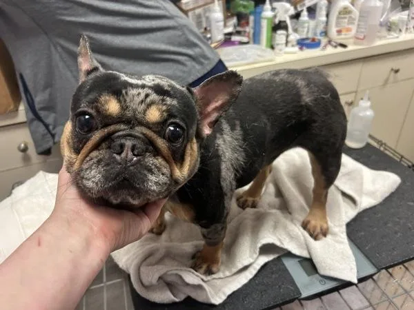An adult small-sized female French Bulldog dog named Olive for adoption in Oakland, NJ