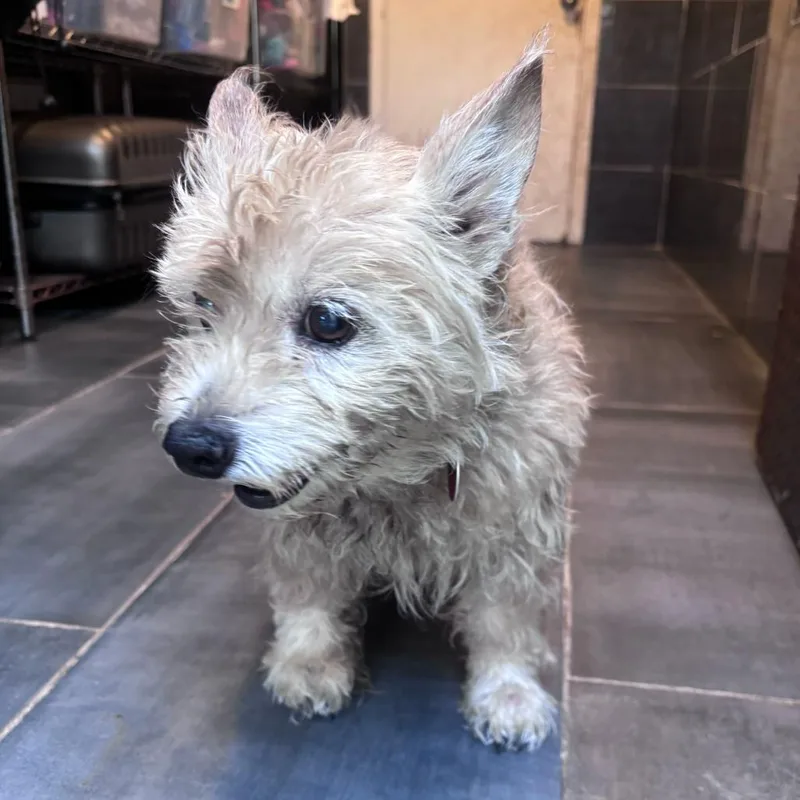 A senior small-sized male Yellow / Tan / Blond / Fawn Terrier dog named Duke for adoption in San Francisco, CA