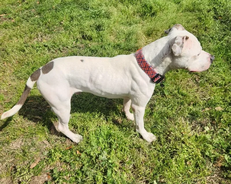 Honcho💜 A thumbnail 2