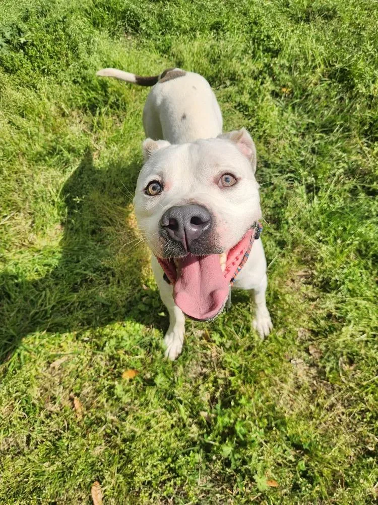 Honcho💜 A thumbnail 3