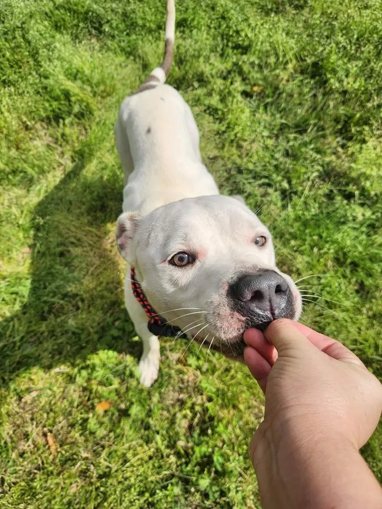 Honcho💜 A thumbnail 5