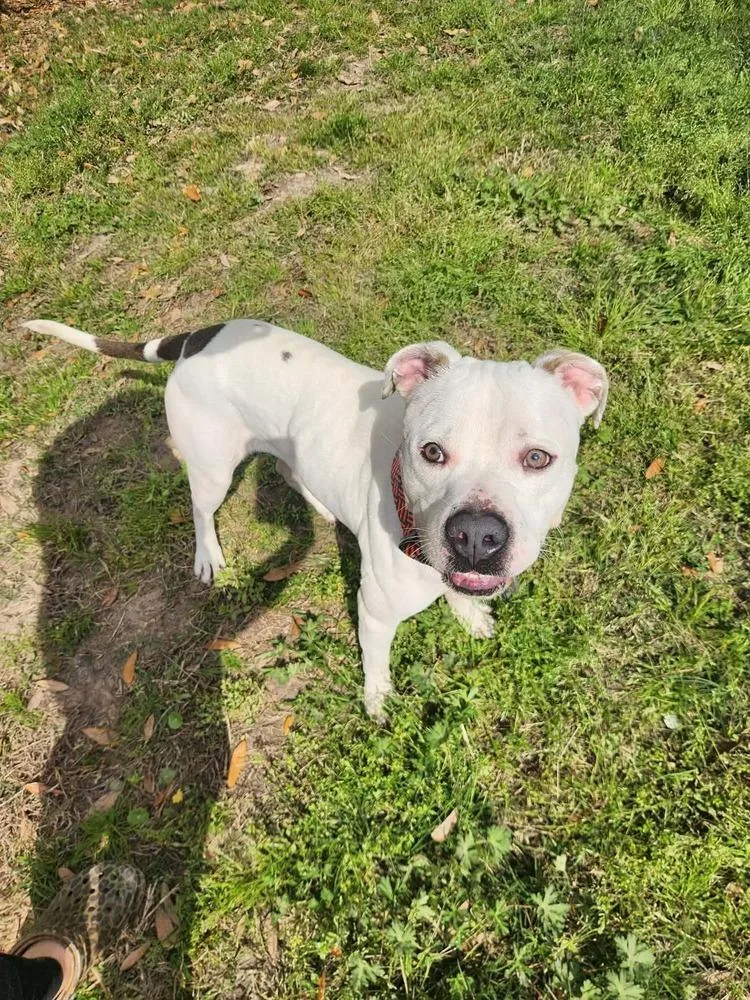 Honcho💜 A thumbnail 6