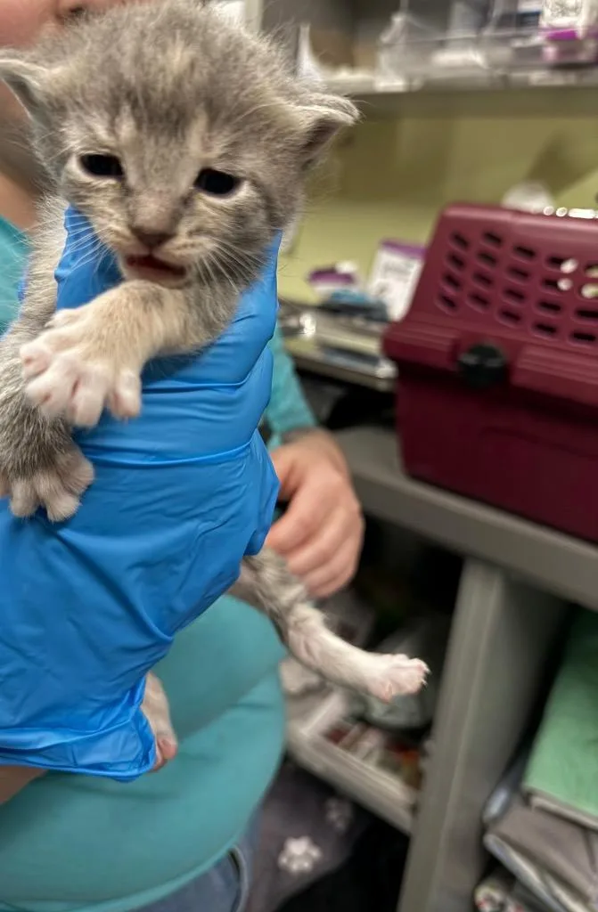 A baby small-sized female Domestic Medium Hair cat named Cliff Hanger for adoption in Auburn, IN