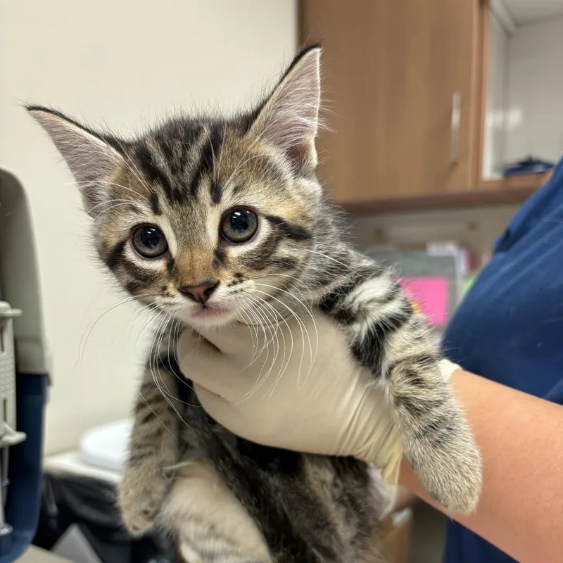 A baby small-sized male Black Domestic Short Hair cat named England for adoption in Reno, NV