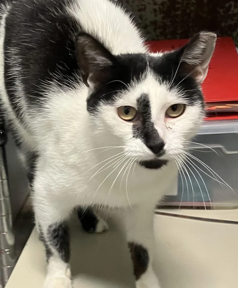 An adult medium-sized female Black & White / Tuxedo Domestic Short Hair cat named Elizabeth for adoption in Dublin, OH