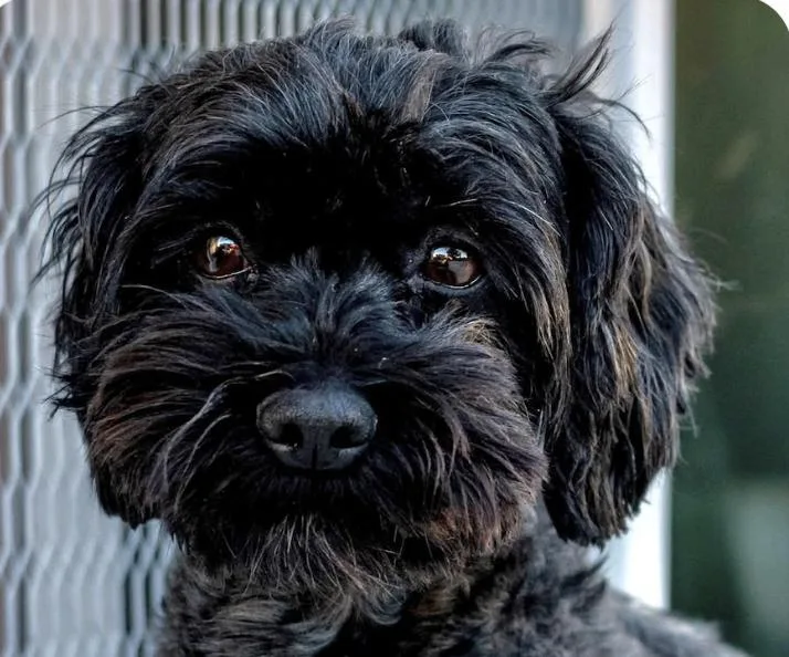 An adult small-sized female Shih poo dog named Carly for adoption in San Ramon, CA
