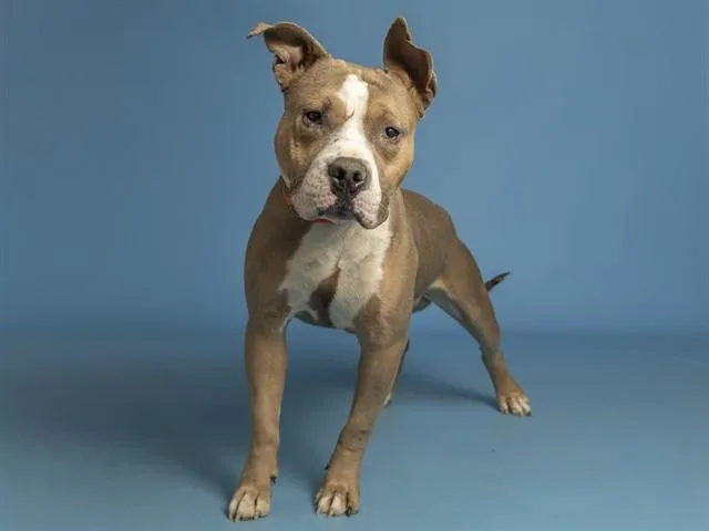 A young large-sized male Pit Bull Terrier dog named Knox for adoption in Phoenix, AZ