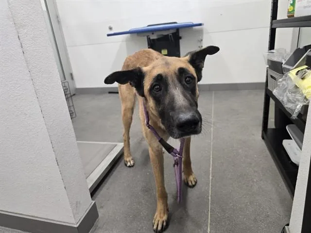 An adult large-sized male German Shepherd Dog dog named Zooble for adoption in Mesa, AZ