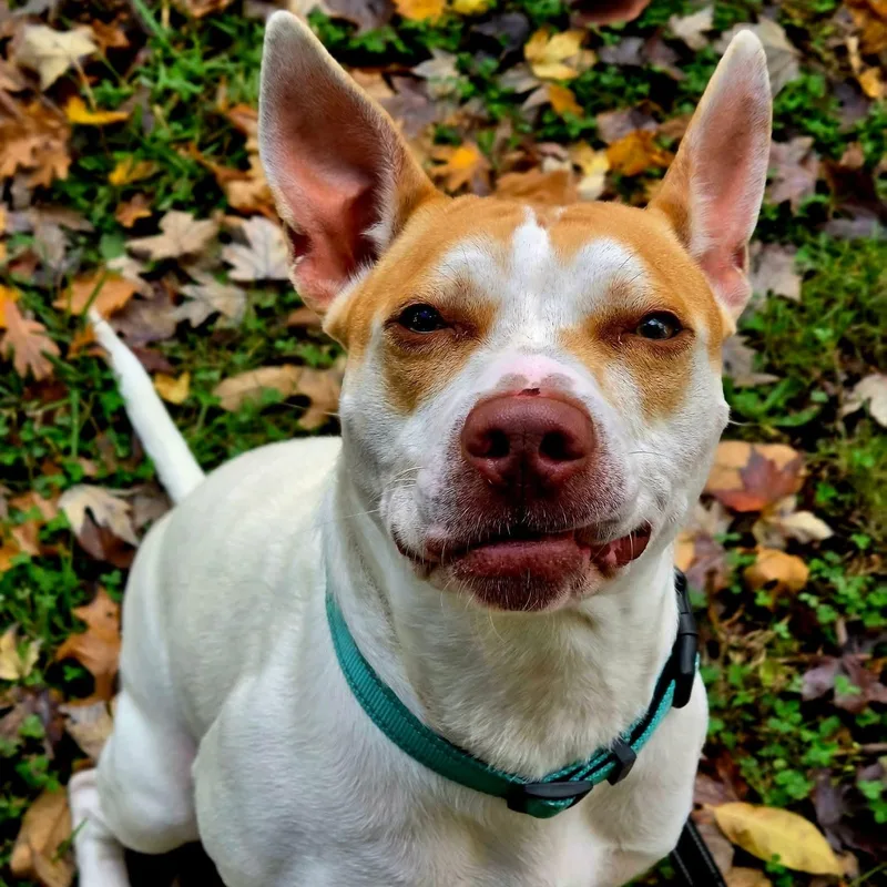 A young medium-sized female Pit Bull Terrier dog named Alberta for adoption in Warren, OH