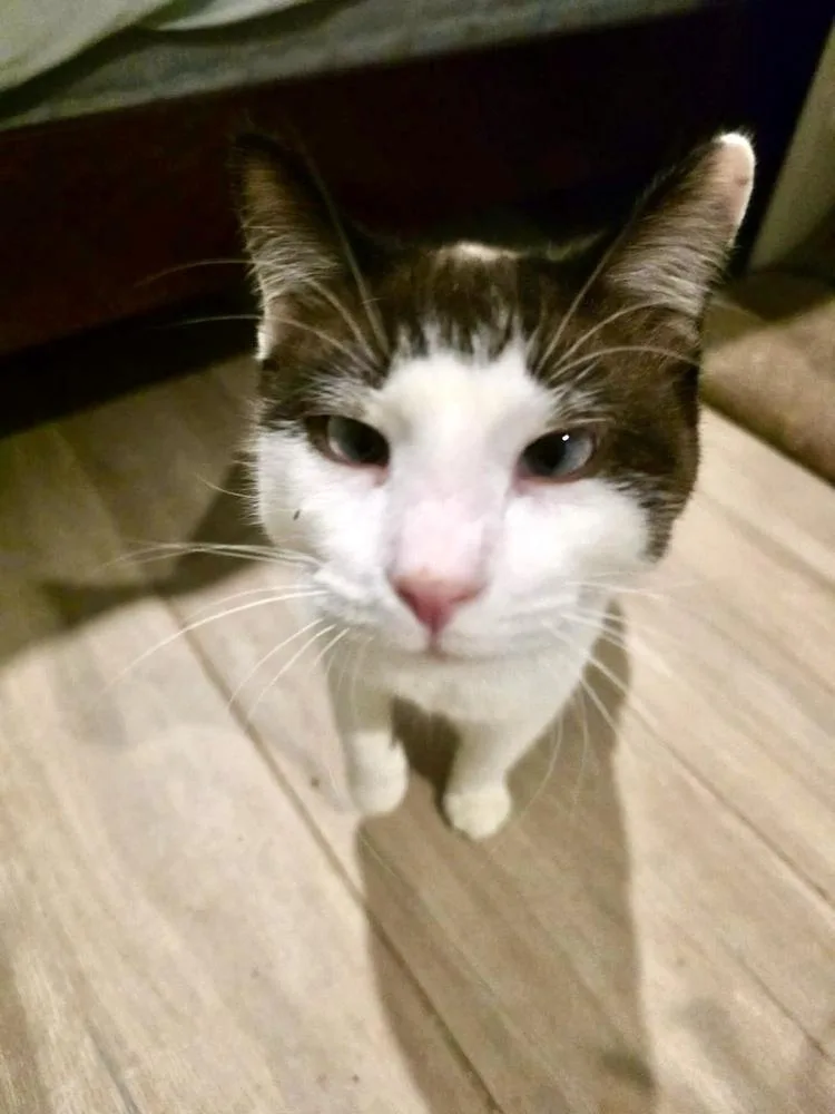 An adult medium-sized male Snowshoe cat named MeiSu for adoption in Chicago, IL