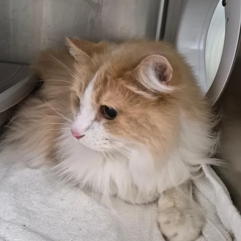 An adult small-sized male Domestic Long Hair cat named Loki for adoption in Oak Ridge, TN