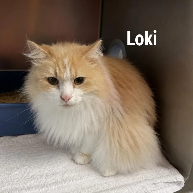 Loki thumbnail 2