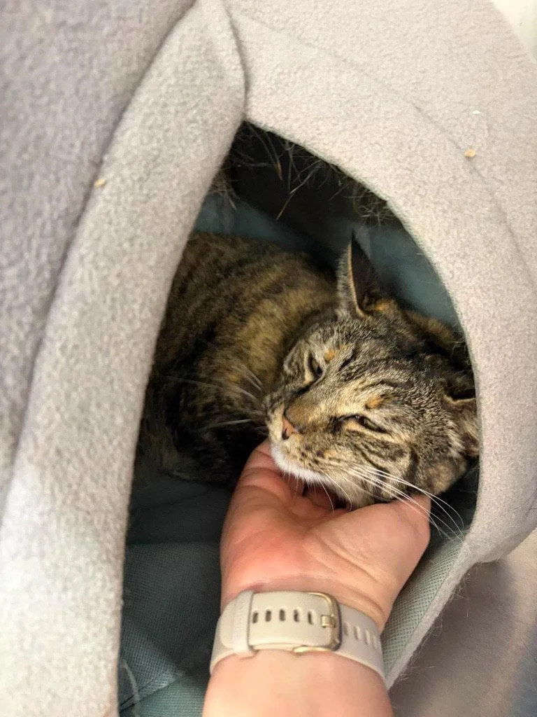 An adult small-sized female Domestic Short Hair cat named Emily for adoption in Saint George, UT