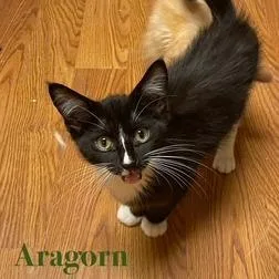 A young large-sized male Black Domestic Short Hair cat named Nyx for adoption in Edwardsville, IL