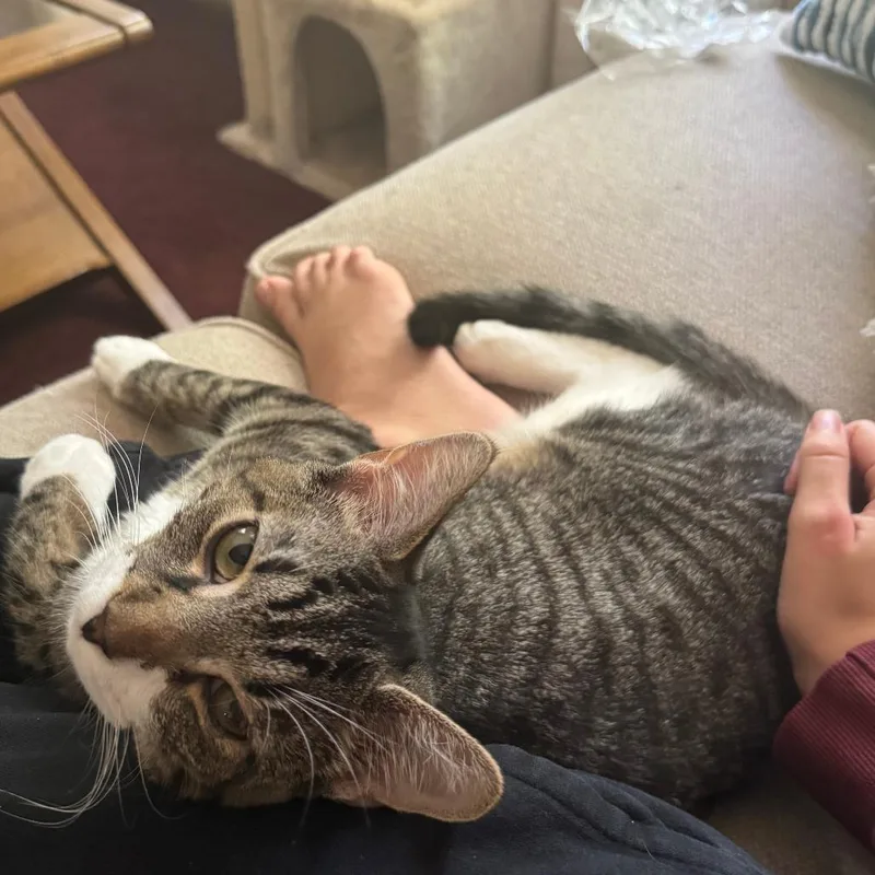 A young small-sized female Brown / Chocolate Domestic Short Hair cat named Kelly for adoption in Falls Church, VA