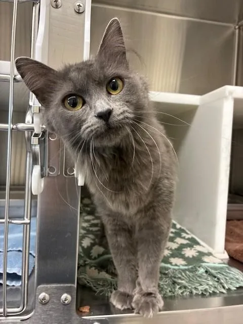 A young medium-sized female Domestic Short Hair cat named Daisy for adoption in Brighton, CO