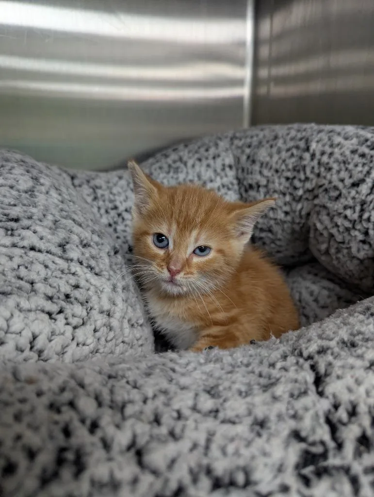 A baby medium-sized male Domestic Short Hair cat named Casanova for adoption in La Porte, IN