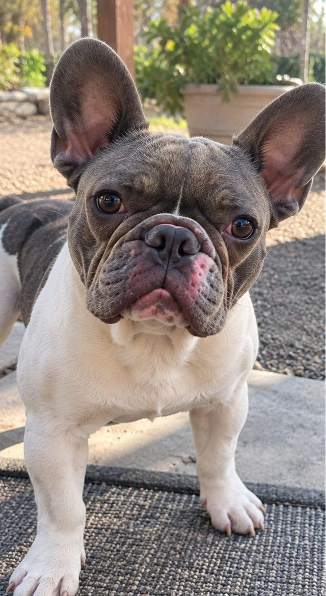 A young medium-sized male French Bulldog dog named Cowboy for adoption in Davis, CA