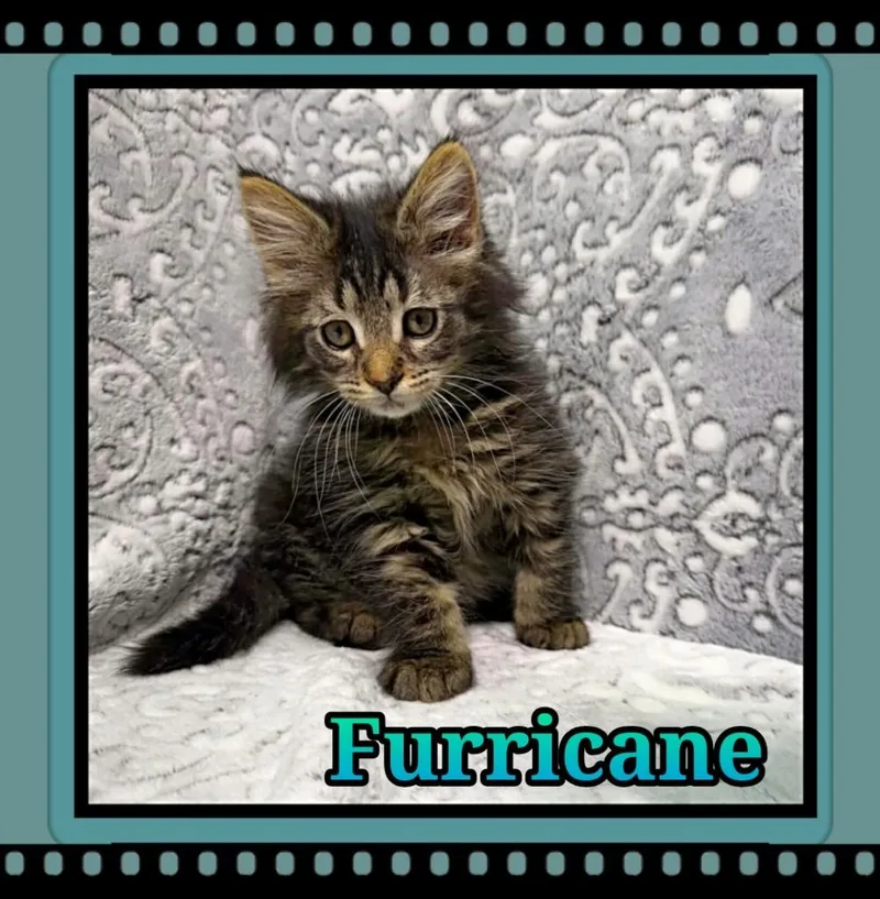 A baby small-sized male Domestic Long Hair cat named Furricane for adoption in Jacksonville, IL
