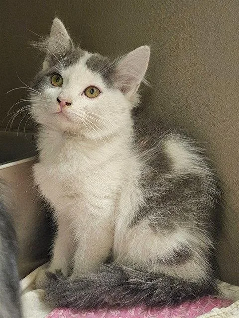 A baby medium-sized male White Domestic Medium Hair cat named Fajita for adoption in Clyde, NC