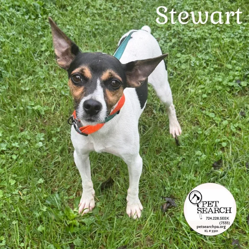 An adult small-sized male Rat Terrier dog named Stewart for adoption in Washington, PA