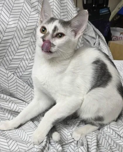 A young small-sized male Domestic Short Hair cat named Johnny Carson for adoption in Phoenix, AZ