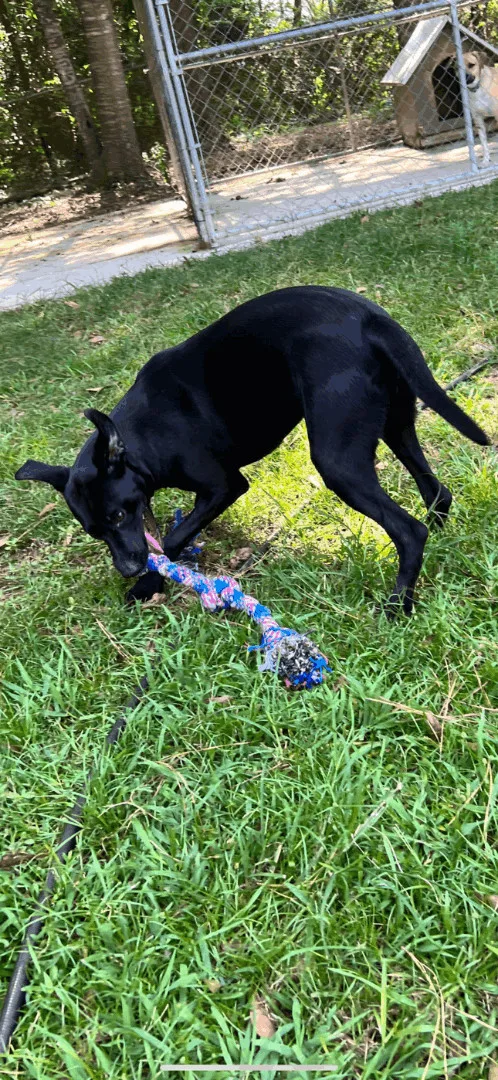 A young medium-sized female Black Labrador Retriever dog named Midnight for adoption in Laurel, MS