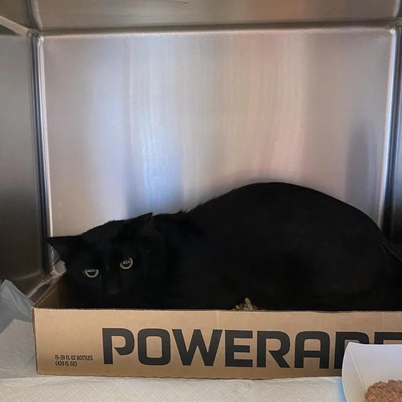 An adult small-sized male Black Domestic Short Hair cat named Rhyme for adoption in Westminster, CA