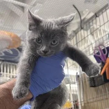 A baby small-sized male Gray / Blue / Silver Domestic Short Hair cat named Earl for adoption in New York, NY