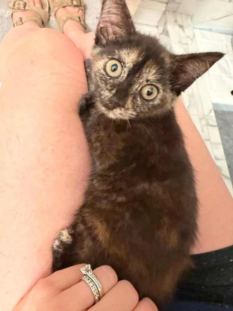 A baby small-sized female Domestic Short Hair cat named Tinker for adoption in Leonardtown, MD