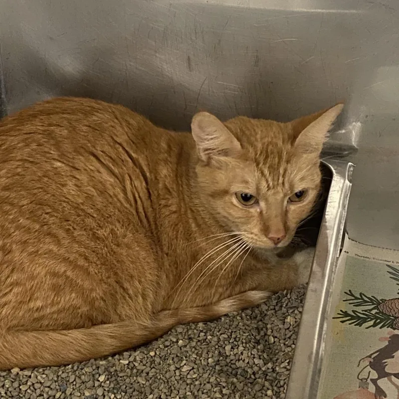 A young medium-sized female Domestic Short Hair cat named Sasha for adoption in Monroe, LA