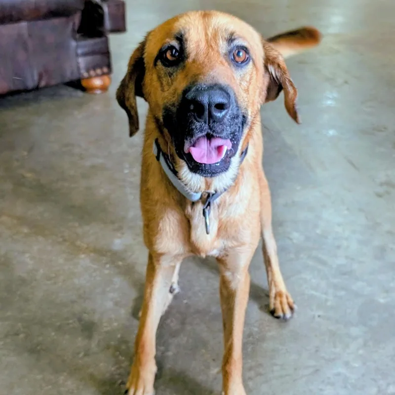 A young medium-sized male Brown / Chocolate Hound dog named Highway is Ready to for adoption in Pennington, NJ