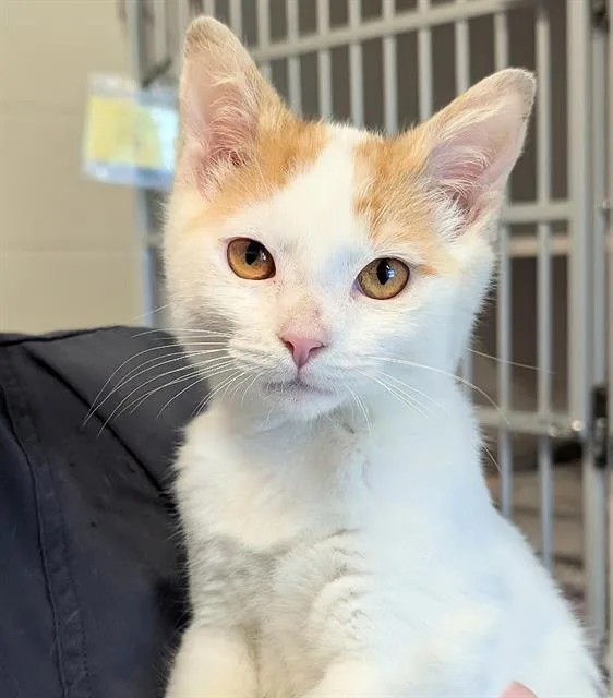 A baby medium-sized male Domestic Short Hair cat named Novice for adoption in Canfield, OH