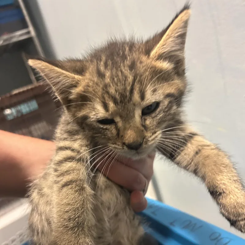 A baby small-sized male Gray / Blue / Silver Domestic Long Hair cat named Scooter for adoption in Chattanooga, TN