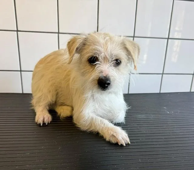 A young medium-sized male Terrier dog named Roscoe for adoption in Downey, CA