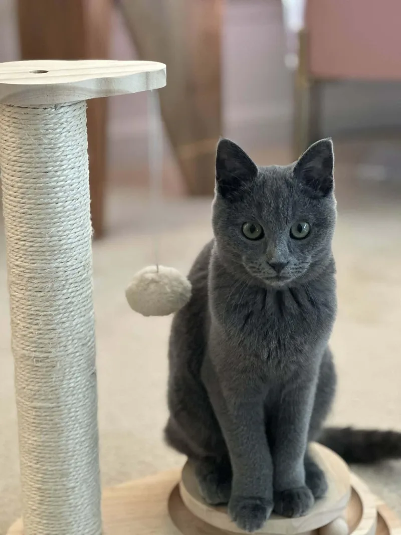 An adult medium-sized female Russian Blue cat named Hazel for adoption in Chesapeake Beach, MD