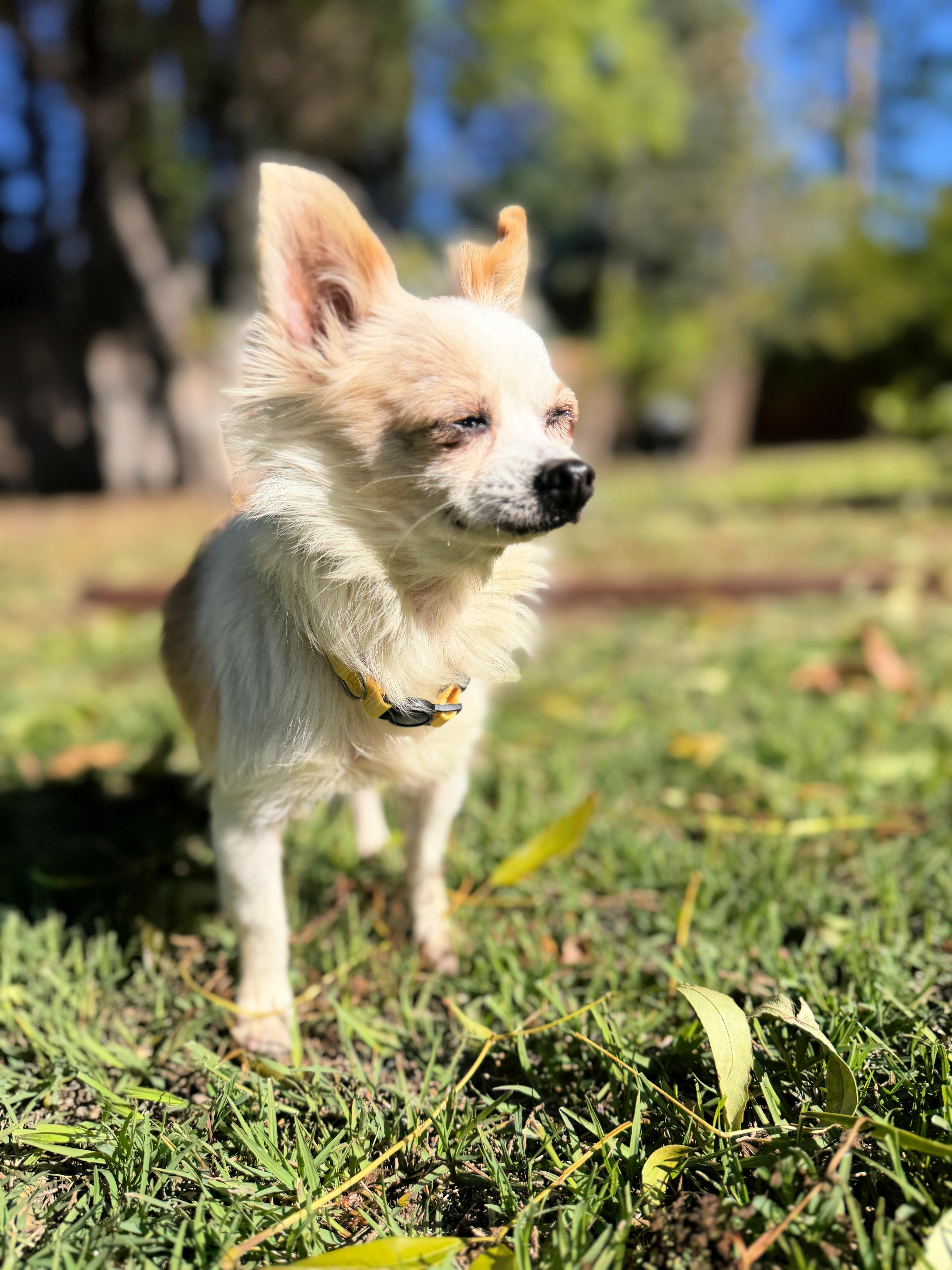 Honey Loves To Cuddle!