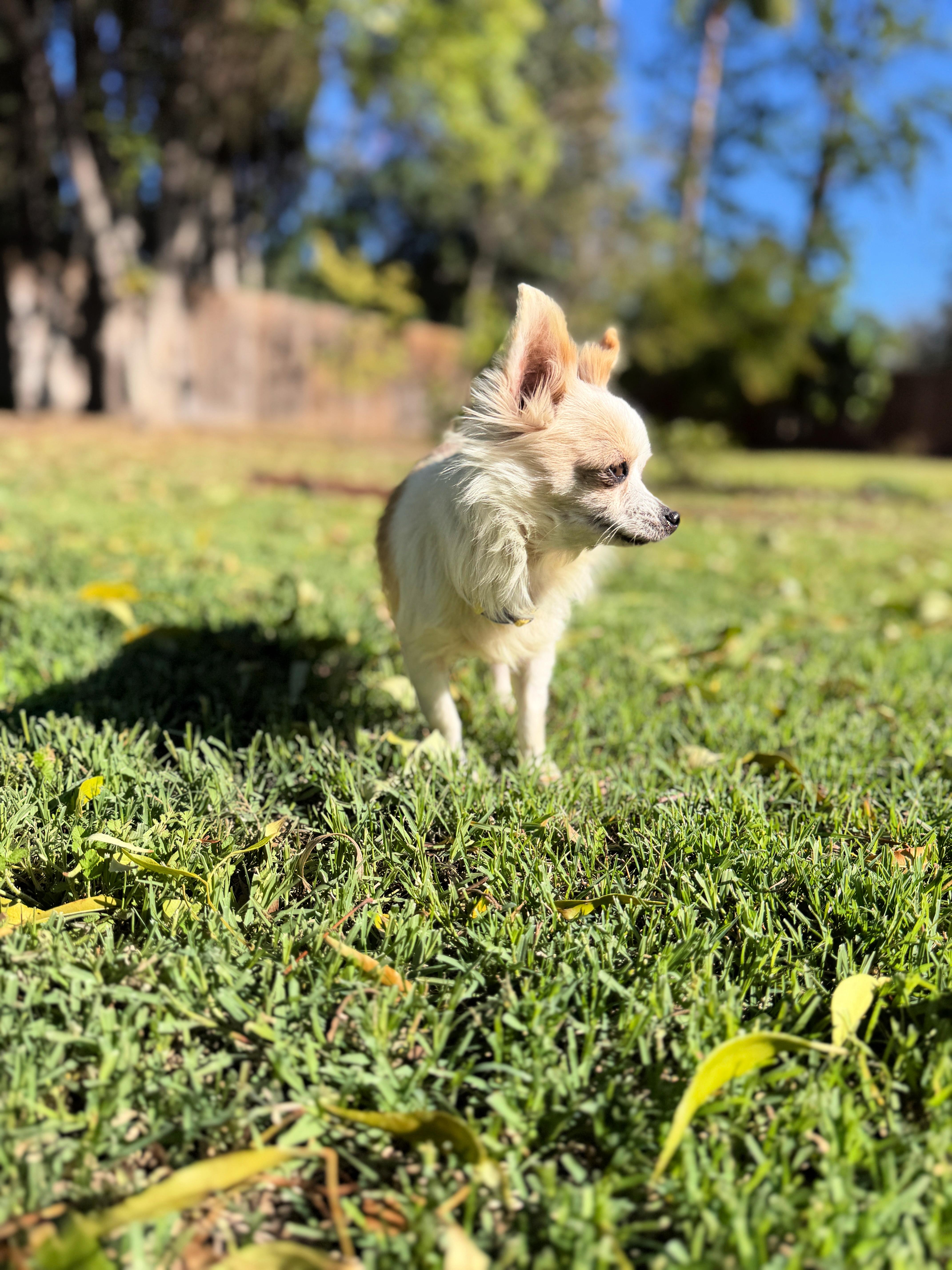 Honey Loves To Cuddle! thumbnail 3