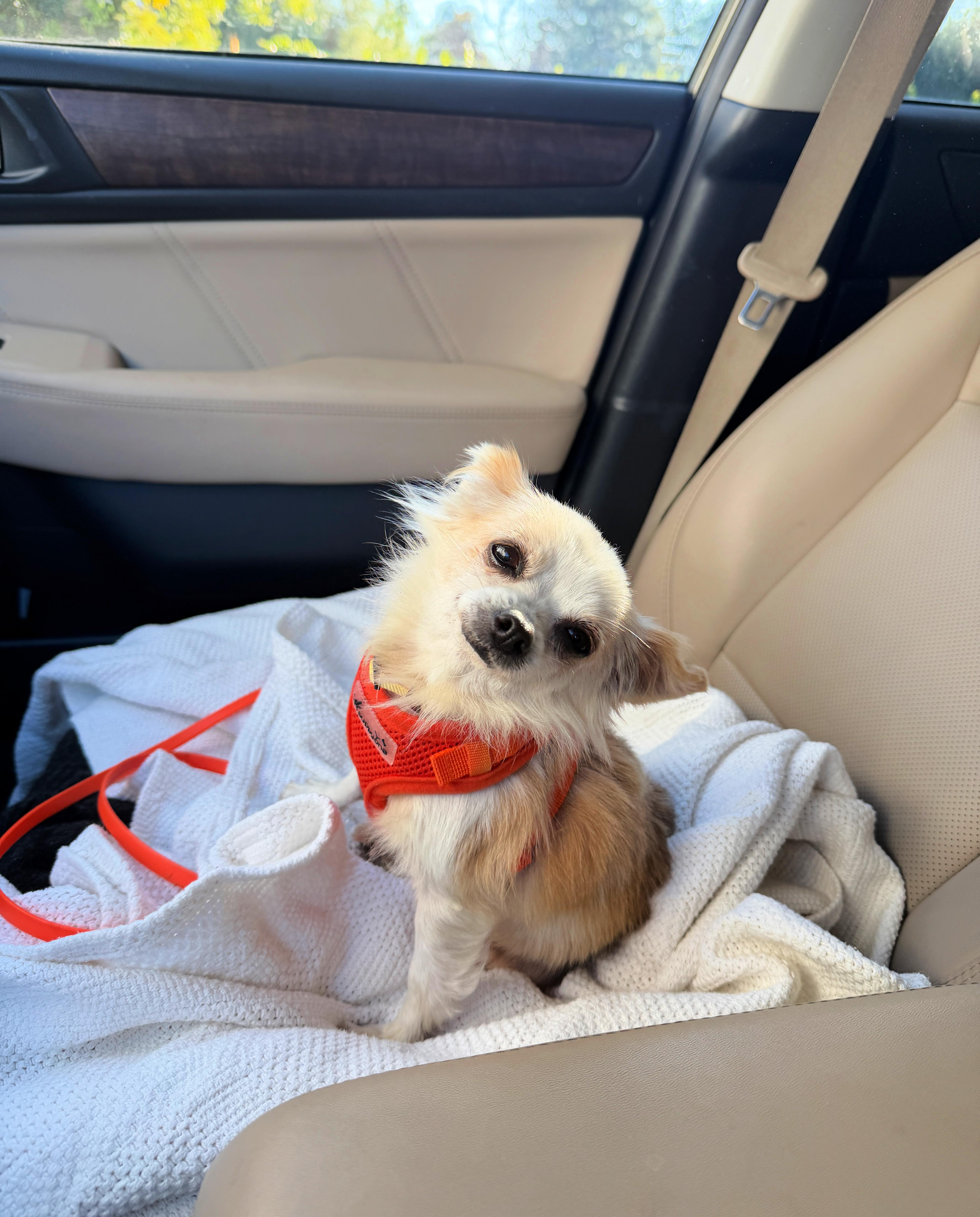 Honey Loves To Cuddle! thumbnail 4